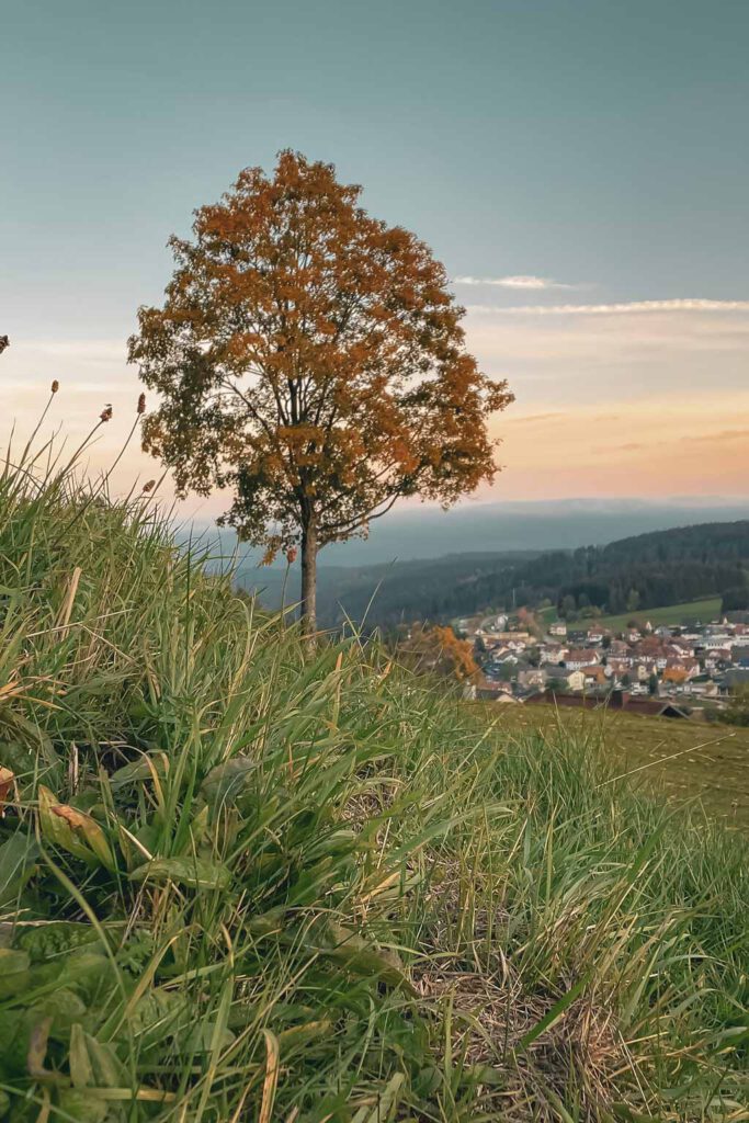 Baum in Herbstlandschaft