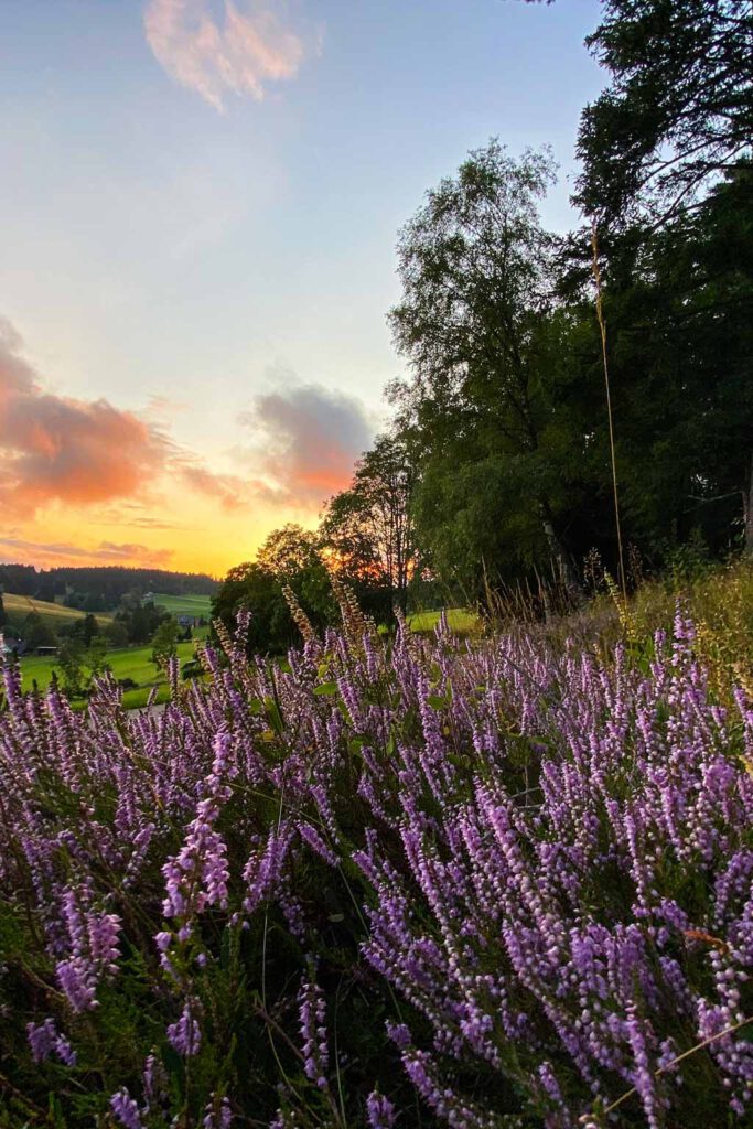 Lavendel im Sonnenuntergang